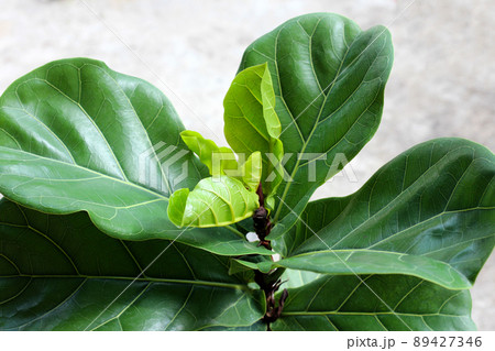 Green leaves of ficus lyrate tree in pot. Green leaves of ficus lyrate tree in pot. 89427346