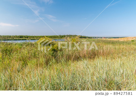 Landscape view of birds of paradise (Polish Landscape view of birds of paradise (Polish 89427581