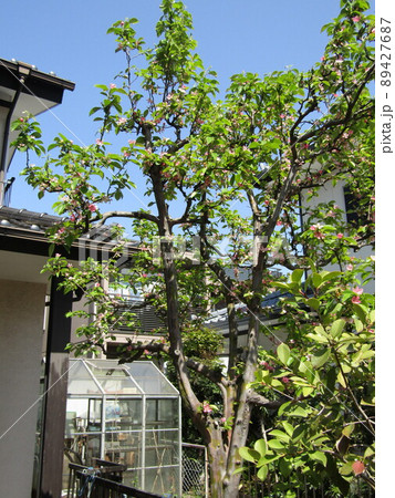 桃色の綺麗な花を付けたカリンの木 89427687