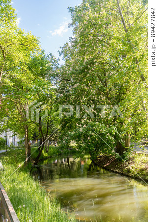 Lyna River between trees in Olsztyn city in Poland. Lyna River between trees in Olsztyn city in Poland. 89427842