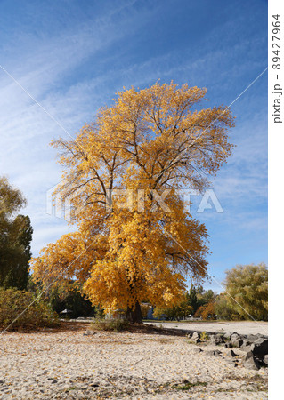 Beautiful autumn landscape with lake and multicoloral trees. Picturesque place with lake and tall trees 89427964