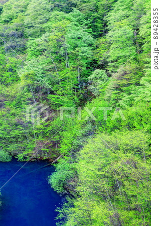 若葉萌える春の奥四万湖 89428355