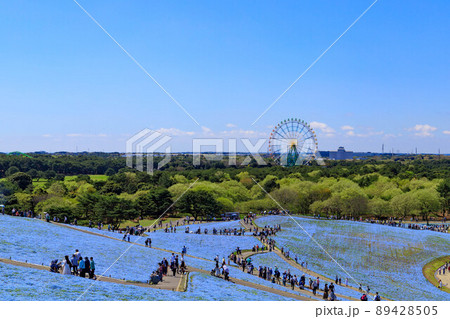 観光客で賑わう国営ひたち海浜公園のみはらしの丘 観光客で賑わう国営ひたち海浜公園のみはらしの丘 89428505
