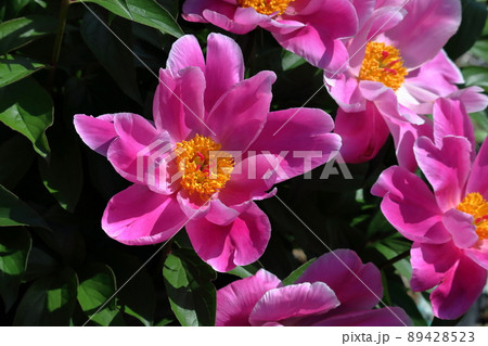 シャクヤクの花 可憐なピンク色 (高知県 高知市) シャクヤクの花 可憐なピンク色 (高知県 高知市) 89428523