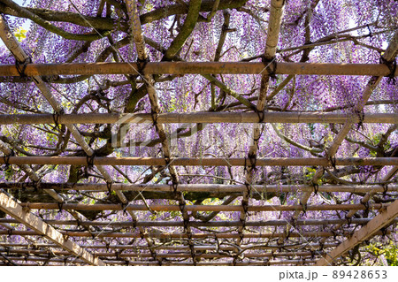 竹組の藤棚 89428653