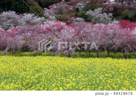 西川花公園　色とりどり　（高知県　香南市）	 89428678