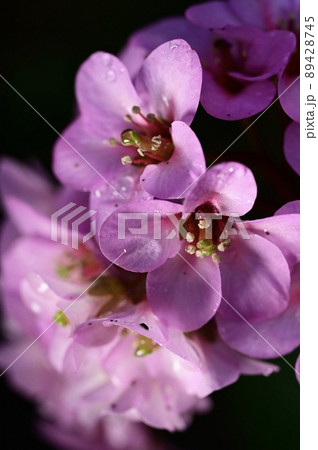 ヒマラヤユキノシタの花 ヒマラヤユキノシタの花 89428745
