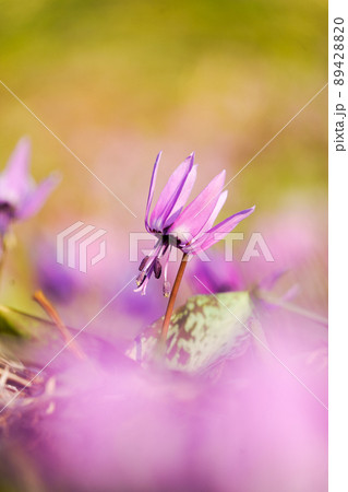 花言葉は初恋という愛らしい春の妖精かたくりの写真素材 4280