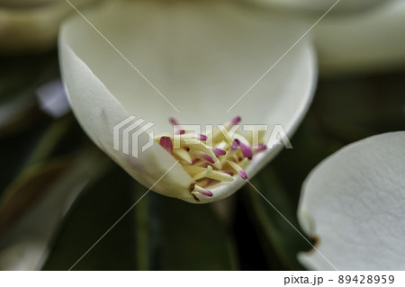 Closeup to Fallen of pollination stamens. 89428959