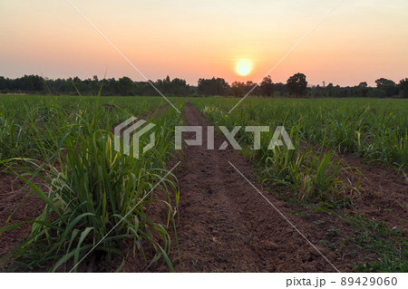 Sugarcane field at sunset. sugarcane is a grass of poaceae family. it taste sweet and good for health. Well known as tebu in malaysia Sugarcane field at sunset. sugarcane is a grass of poaceae family. it taste sweet and good for health. Well known as tebu in malaysia 89429060