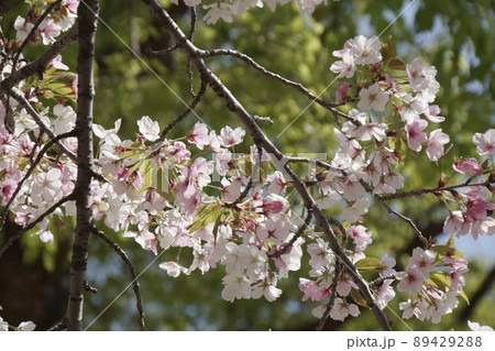 春の桜咲く公園の風景 89429288