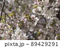 春の桜咲く公園の風景 89429291