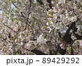 春の桜咲く公園の風景 89429292