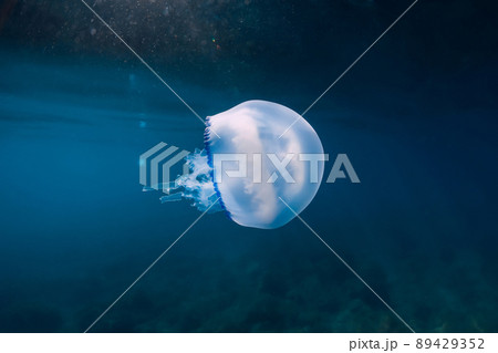 Rhizostomeae Jellyfish glides underwater in deep ocean 89429352