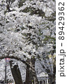 春の桜咲く公園の風景 89429362