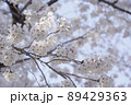 春の桜咲く公園の風景 89429363