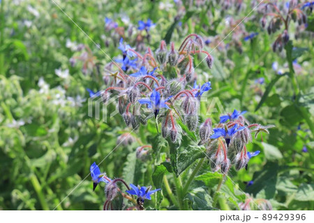 ボリジの花の写真素材