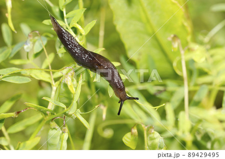 ヤマコウラナメクジ 89429495