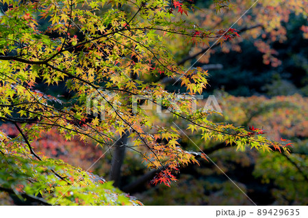 色づき始めの紅葉 色づき始めの紅葉 89429635