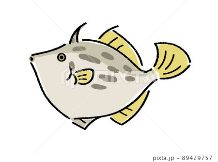 カワハギ 89429757