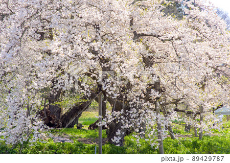 満開の石部桜　福島県 89429787