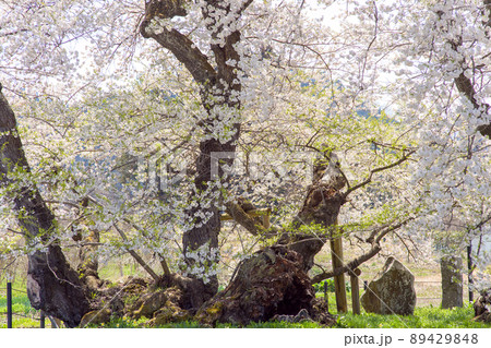 満開の石部桜 福島県 満開の石部桜 福島県 89429848