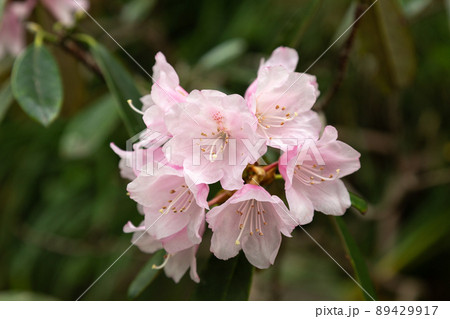 桃色シャクナゲの花【ツツジ科】 桃色シャクナゲの花【ツツジ科】 89429917