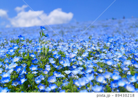 満開のネモフィラ畑 89430218