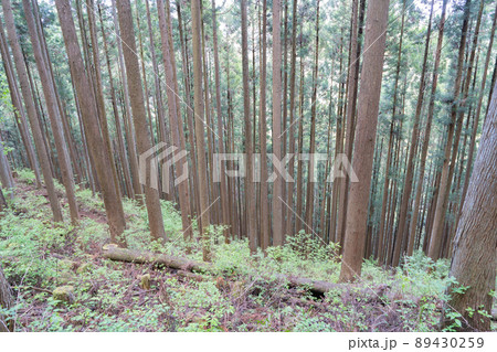 鋸尾根の登山道(奥多摩) 鋸尾根の登山道(奥多摩) 89430259