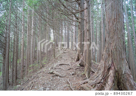 御前山から大ダワへ向かう登山道（奥多摩） 89430267