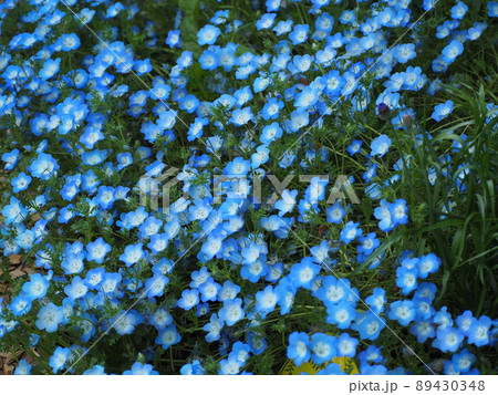 ネモフィラ 89430348