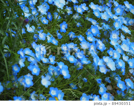 ネモフィラ 89430351