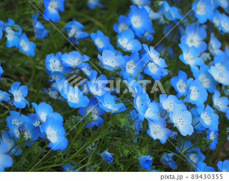 ネモフィラ 89430355