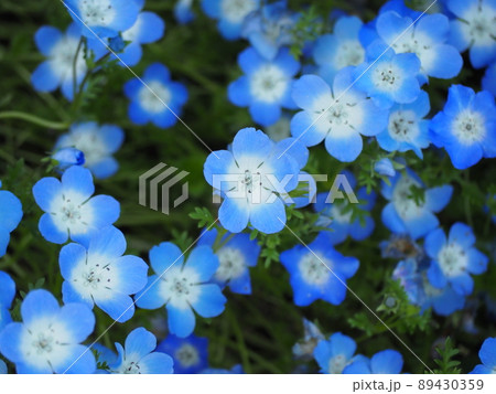 ネモフィラ 89430359