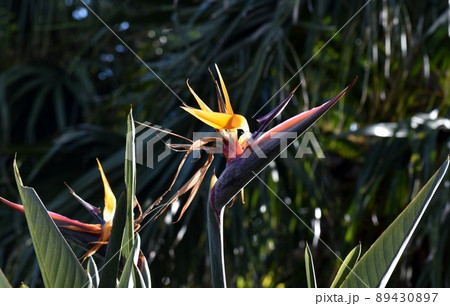 極楽鳥花 89430897