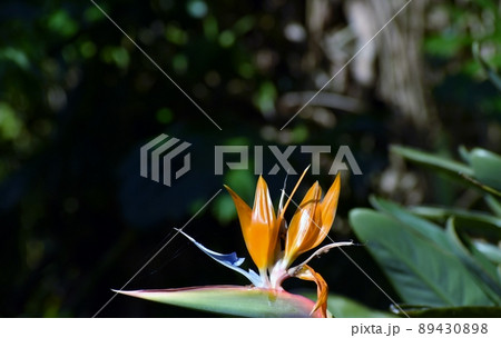 極楽鳥花 極楽鳥花 89430898