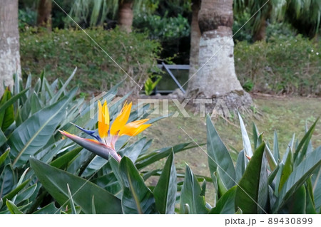 極楽鳥花 極楽鳥花 89430899