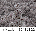 満開の桜 89431322