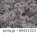 満開の桜 89431323