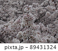 満開の桜 89431324