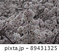 満開の桜 89431325