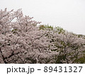 満開の桜 89431327