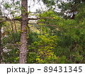 松の木 89431345