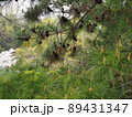 松 89431347
