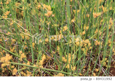 漢方生薬　マオウ　 89431992