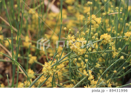 漢方生薬　マオウ　 89431996