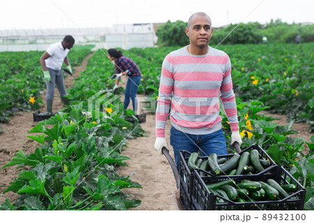Hispanic farmer carrying handcart with freshly picked zucchini 89432100