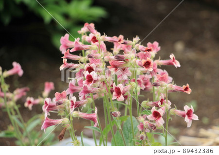 漢方生薬　アカヤジオウ 89432386