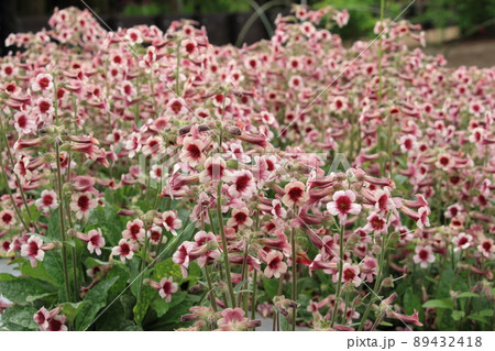 カイケイジオウ 89432418