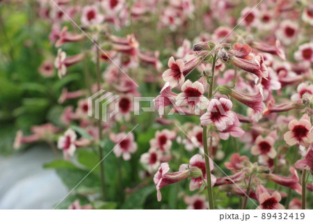 カイケイジオウ 89432419